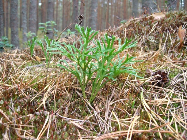 Image of Diphasiastrum complanatum specimen.