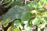 Bidens pilosa. Лист. Израиль, г. Кармиэль, газон. 15.02.2011.