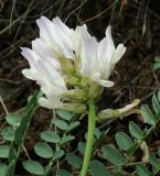 Astragalus physocarpus. Соцветие. Казахстан, Карагандинская обл., мелкосопочник. 14.05.2011.