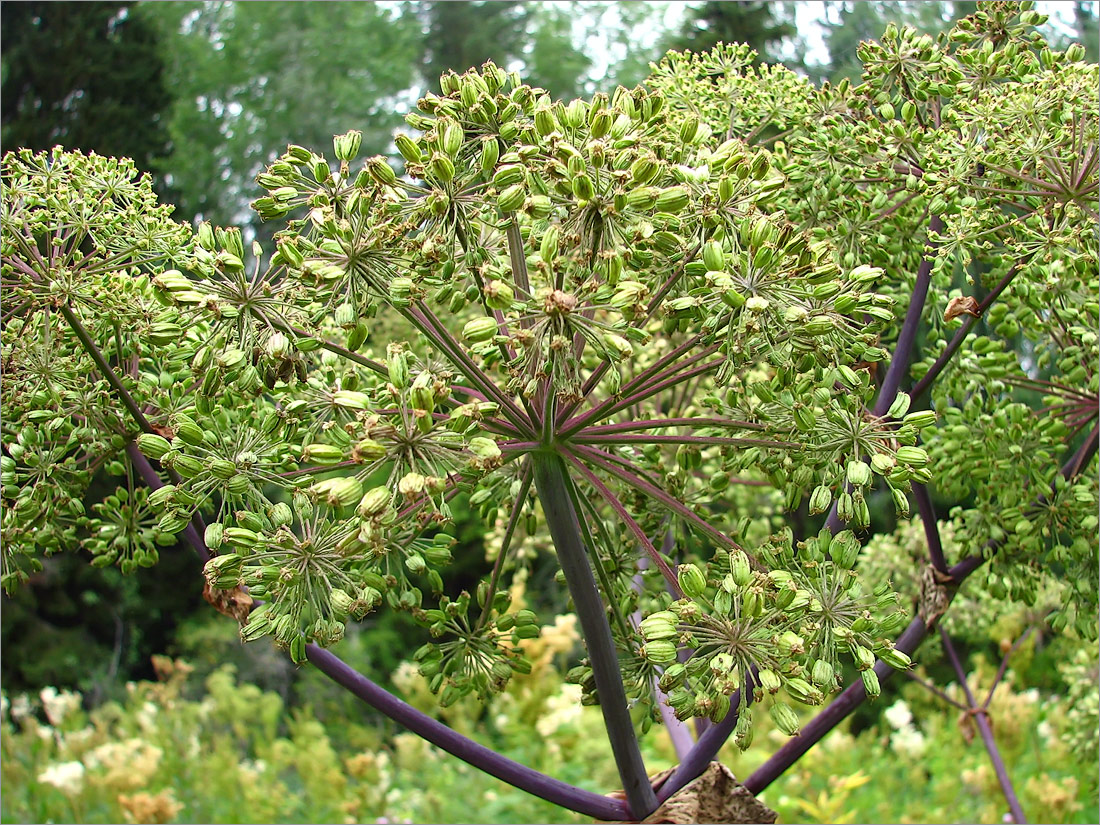 Изображение особи Archangelica officinalis.