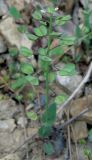 Microthlaspi perfoliatum. Отцветающее растение с завязавшимися плодами. Крым, Ялта, обочина дороги. 22 апреля 2012 г.