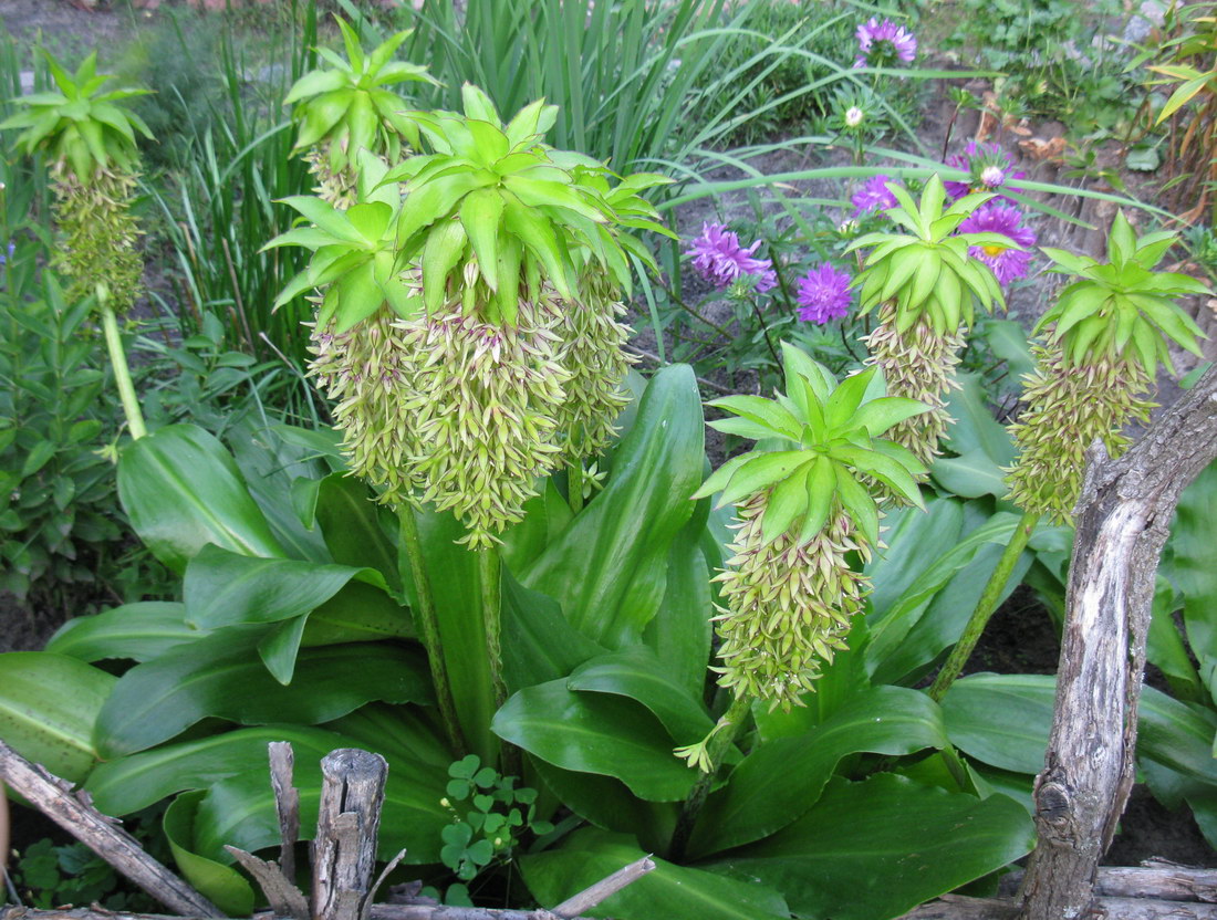 Изображение особи Eucomis bicolor.