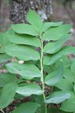 Polygonatum glaberrimum