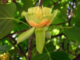 Liriodendron tulipifera