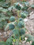 Ricinus communis. Соцветие с завязями плодов в верхней части и расцветающими мужскими цветками - в нижней. Израиль, г. Беэр-Шева, рудеральное местообитание. 09.06.2013.