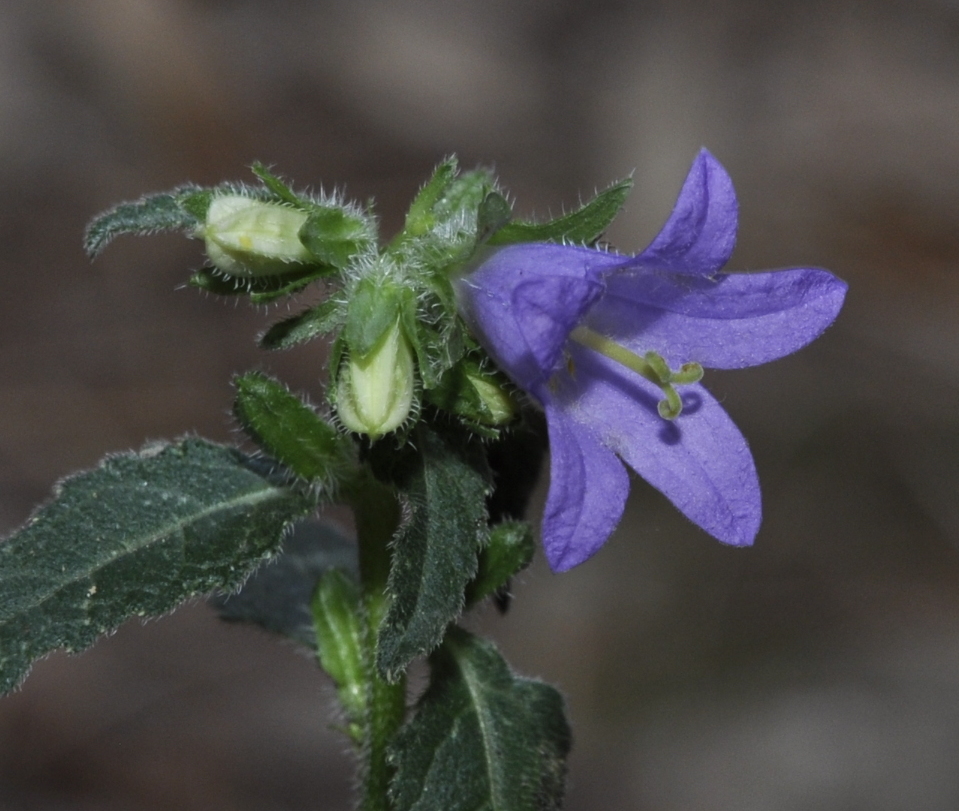 Image of Campanula trachelium specimen.