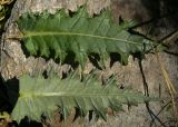 Cirsium uliginosum