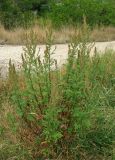 Artemisia vulgaris