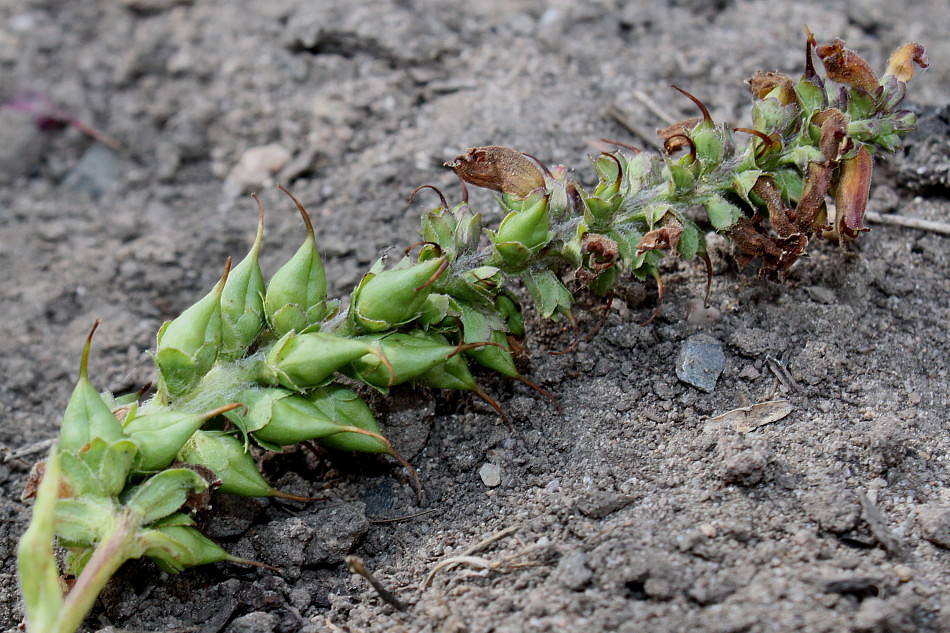 Изображение особи Digitalis ferruginea.