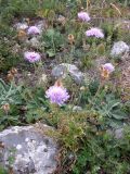 Scabiosa columbaria. Цветущее растение. Крым, Ай-Петринская яйла. 28 июня 2009 г.