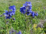 Polemonium caeruleum