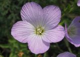 Linum hirsutum