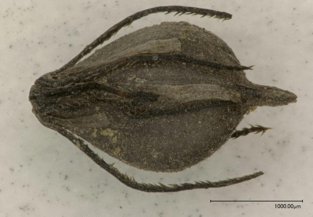 Image of Schoenoplectus lacustris specimen.