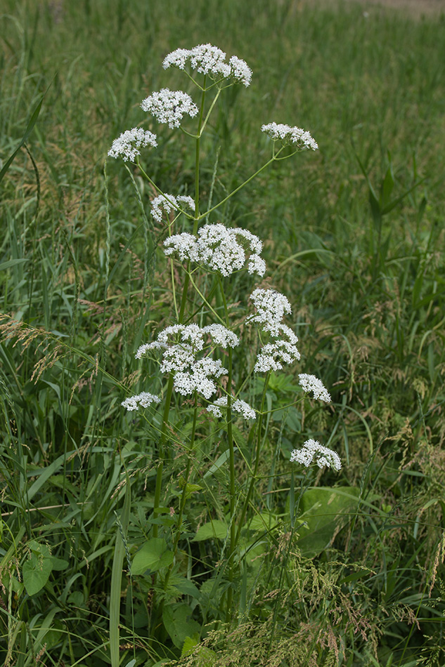 Изображение особи Valeriana rossica.