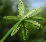 Galium mollugo