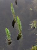 Hippuris vulgaris. Растения в воде у берега озера. Окр. г. Мурманск, к ЮВ от оз. Рогозеро, прибрежное мелководье небольшого озера. Конец августа.