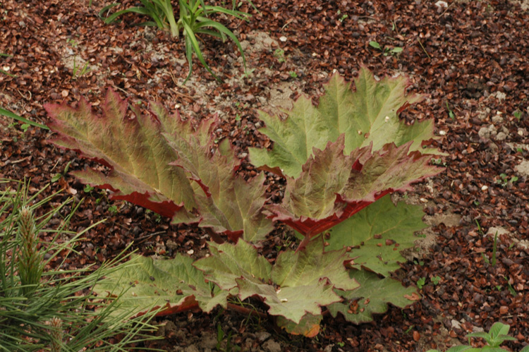 Изображение особи Rheum palmatum.