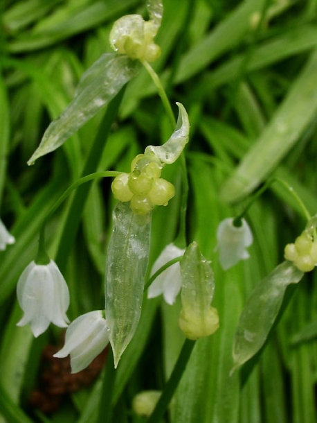 Изображение особи Allium paradoxum.