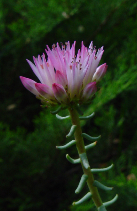 Изображение особи Pseudosedum longidentatum.