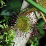 Drosera rotundifolia