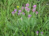 Oxytropis strobilacea