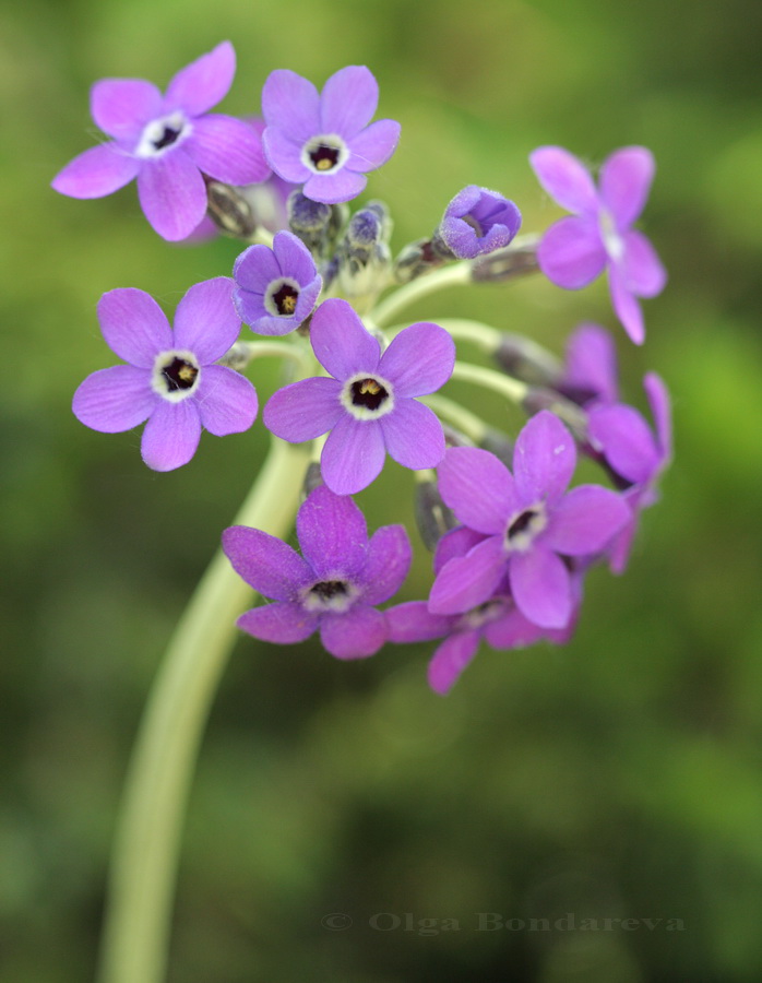 Изображение особи Primula chionantha.