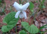 Viola epipsiloides. Цветущее растение. Якутия (Саха), Нерюнгринский р-н, окр. пос. Чульман, берег р. Чульман. 03.06.2012.