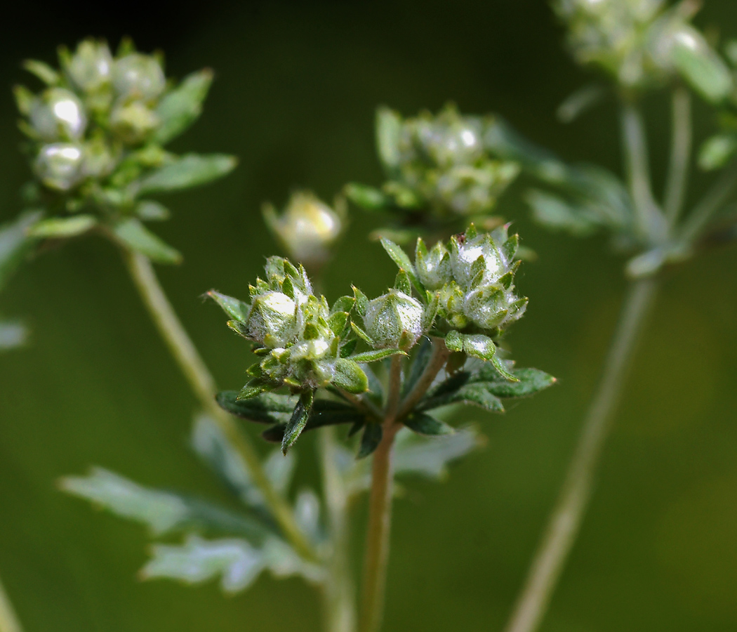 Изображение особи Potentilla argentea.