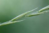 Brachypodium pinnatum