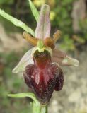 Ophrys mammosa подвид caucasica. Цветок. Краснодарский край, м/о город-курорт Геленджик, окр. пос. Светлый, щель Церковная, можжевелово-дубовое редколесье на юго-восточном склоне к водохранилищу. 6 мая 2017 г.