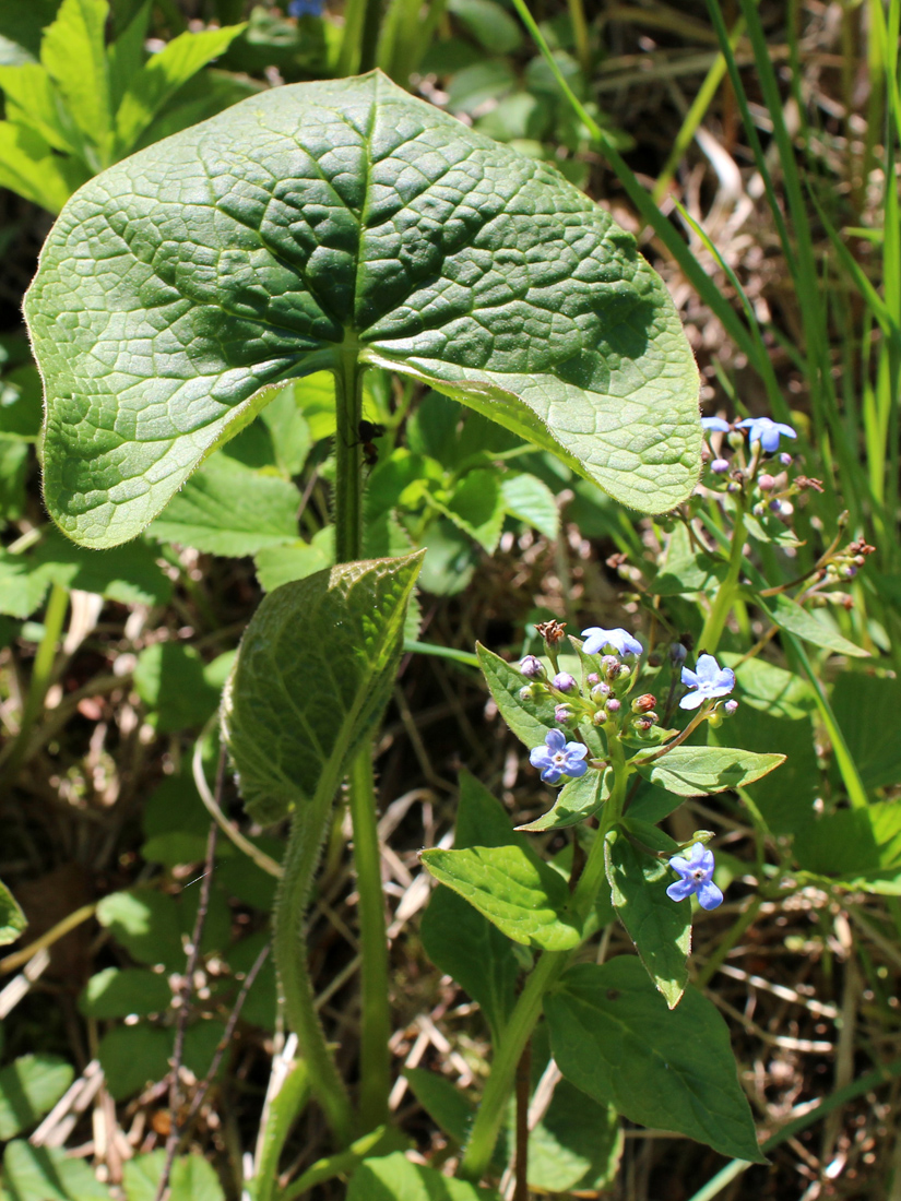 Изображение особи Brunnera macrophylla.