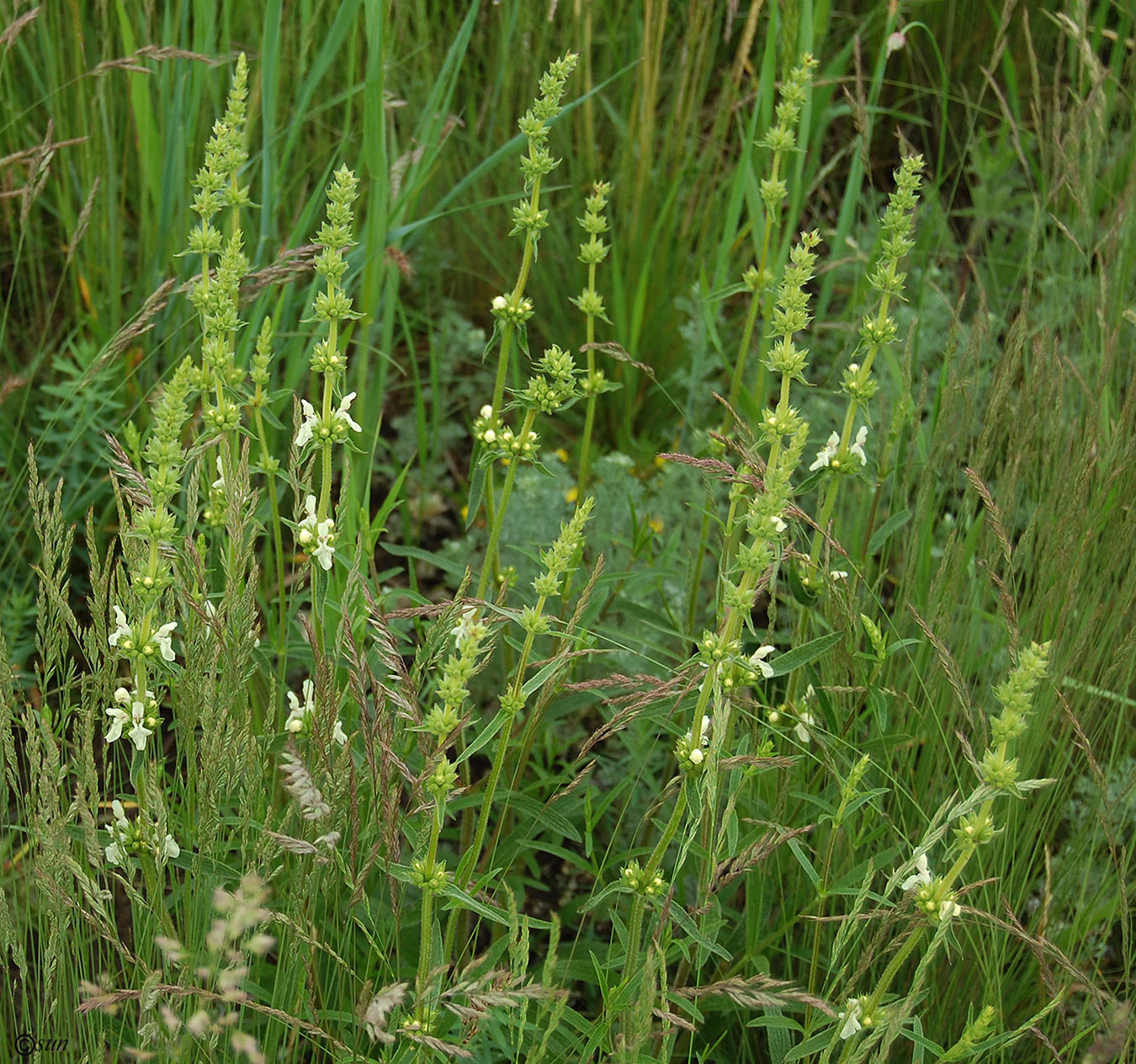 Изображение особи Stachys recta.