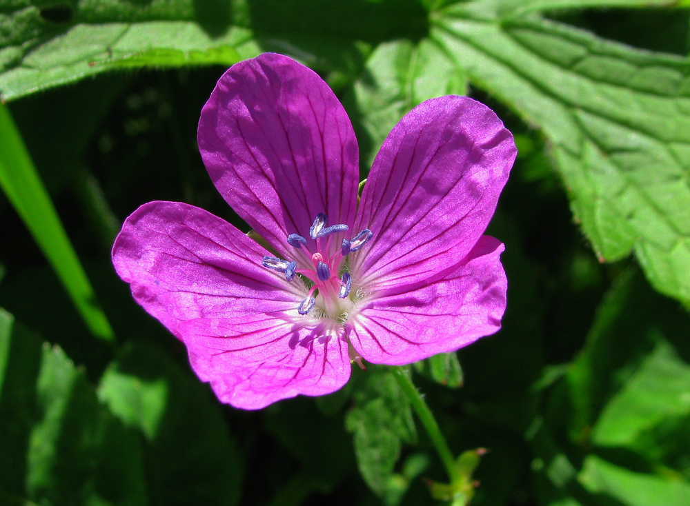 Изображение особи Geranium palustre.