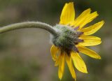 Arnica intermedia