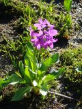 Primula nivalis. Цветущее растение. Казахстан, Рудный Алтай, Черный узел.