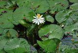 Nymphaea lotus