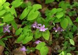 Epimedium macrosepalum