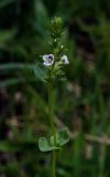 Veronica serpyllifolia