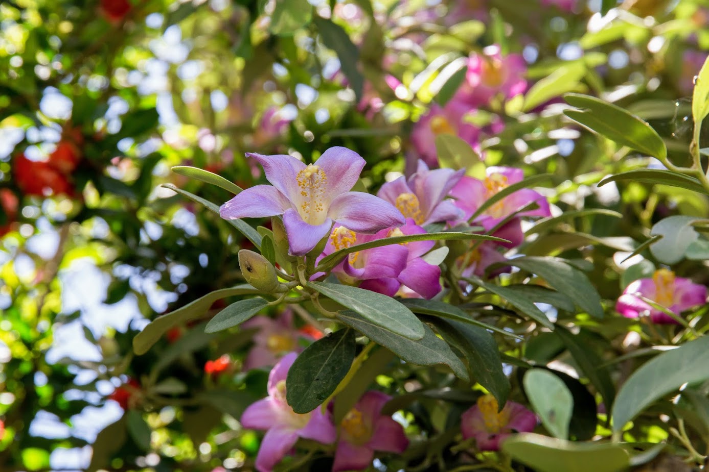 Изображение особи Lagunaria patersonia.