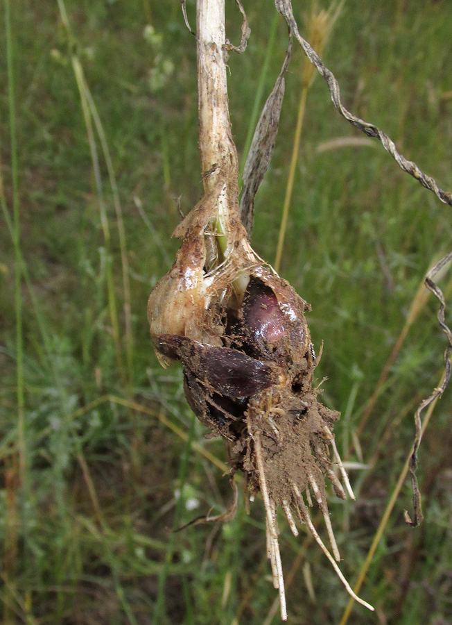 Image of Allium rotundum specimen.