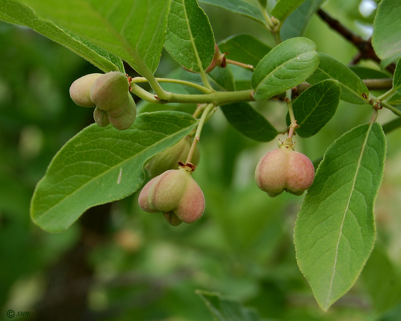 Изображение особи Euonymus europaeus.