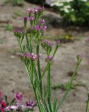 Limonium sinuatum. Верхушка цветущего растения. Казахстан, Восточно-Казахстанская обл., г. Усть-Каменогорск, Архитектурно-ландшафтный музей-заповедник, в культуре. 26.08.2018.