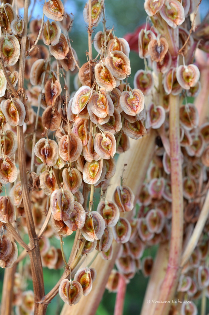 Изображение особи Rheum rhabarbarum.