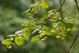 Tilia platyphyllos. Верхушки ветвей с соцветиями. Кировская обл., г. Киров, Ботанический сад Вятского государственного университета, в культуре. 07.07.2018.