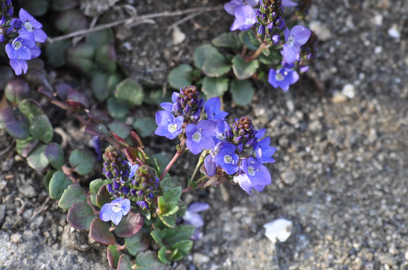 Изображение особи Veronica liwanensis.