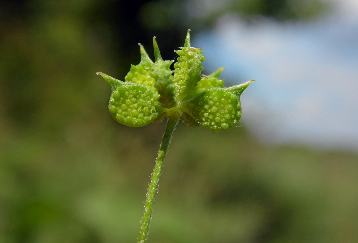 Изображение особи Ranunculus arvensis var. tuberculatus.