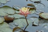 Nymphaea &times; marliacea