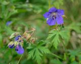 Geranium pratense. Верхушка цветущего растения. Пермский край, Ильинский р-н, низовье р. Полуденная, разнотравный луг. 22.09.2019.