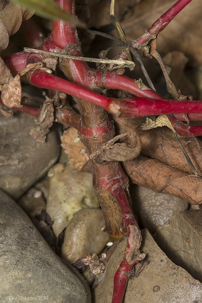 Изображение особи Persicaria lapathifolia.