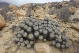 Copiapoa cinerea